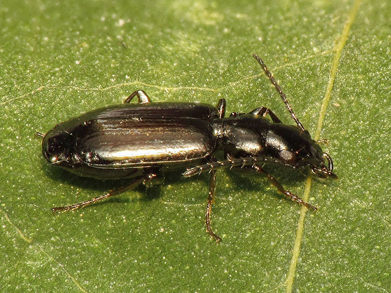 Carabidae: Syntomus truncatellus ?  No, MIcrolestes sp.